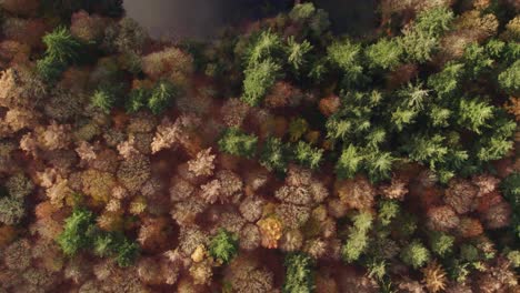 Top-down-view-of-small-lake-between-autumn-forrest-in-Netherlands,-aerial