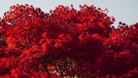 copa de arce japonés rojo en noviembre