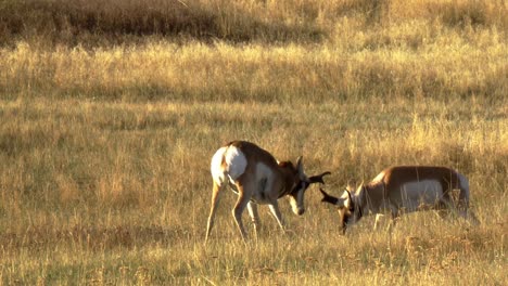 Pronghorn-Antelopes-Rutting