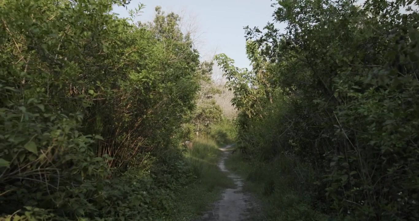 4K POV walking shot along a narrow dirt trail in a Florida park. Lush vegetation surrounds the path, creating a peaceful nature walk through a tropical outdoor environment.