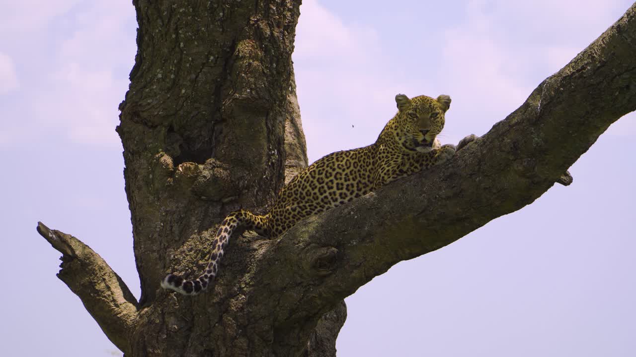 큰 아프리카 반점 고양이가 야생의 나무에 누워서 리를 흔들고 있다