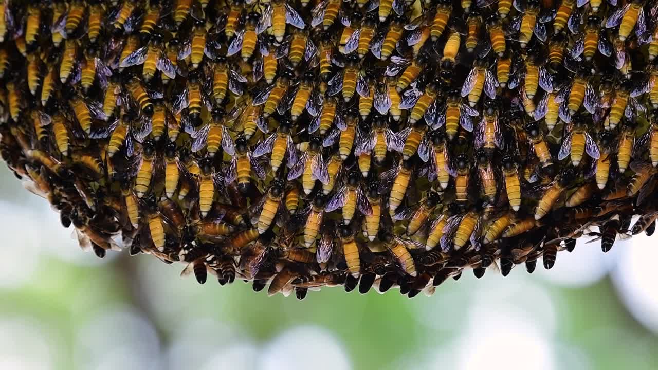 se sabe que las abejas melíferas gigantes construyen grandes colonias de nidos con bolsillos simétricos hechos de cera para almacenar miel como fuente de alimento.