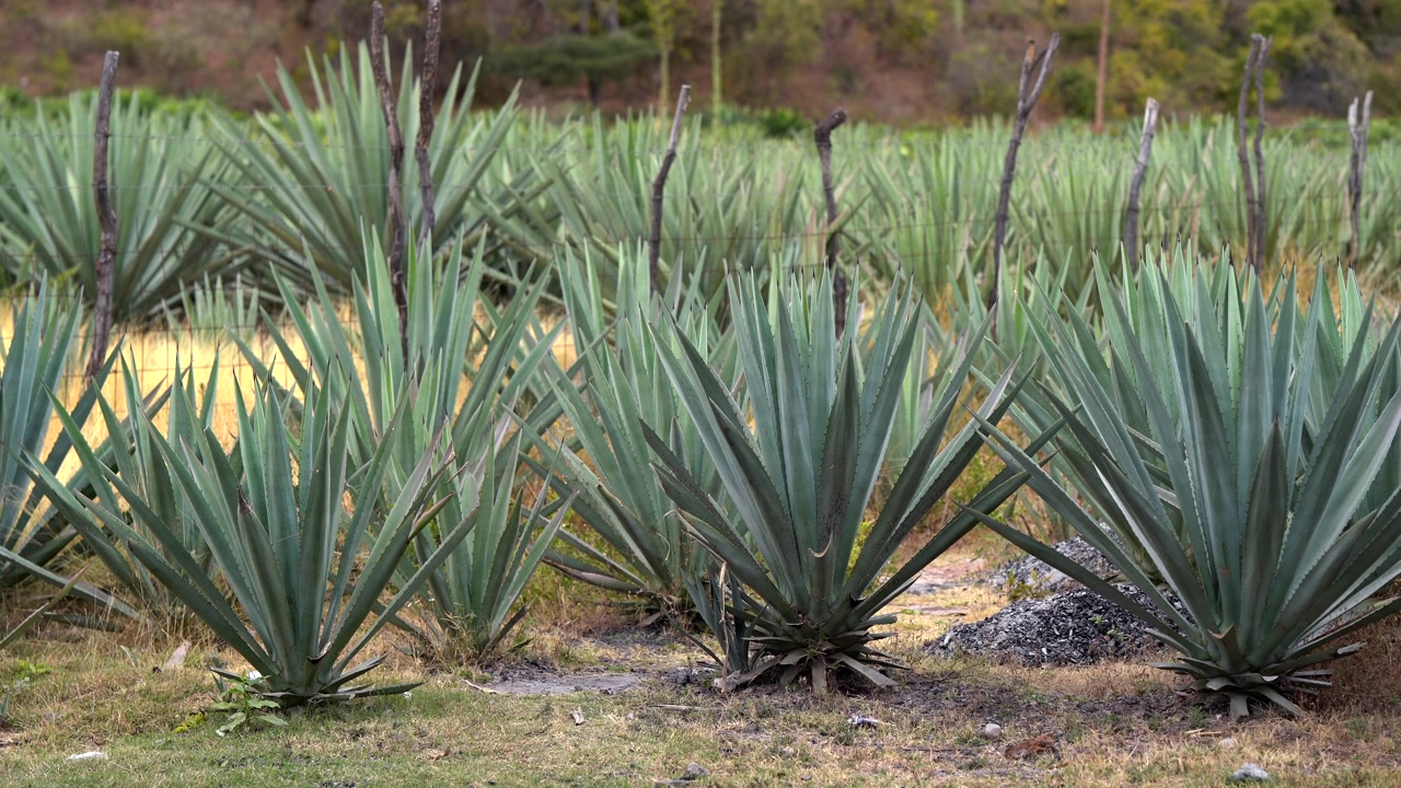 File di piante di agave blu (Agave tequilana) che crescono in un campo agricolo rustico in Messico, con pali di recinzione in legno e recinzione in filo metallico sullo sfondo. Ideale per contenuti sulla produzione di tequila