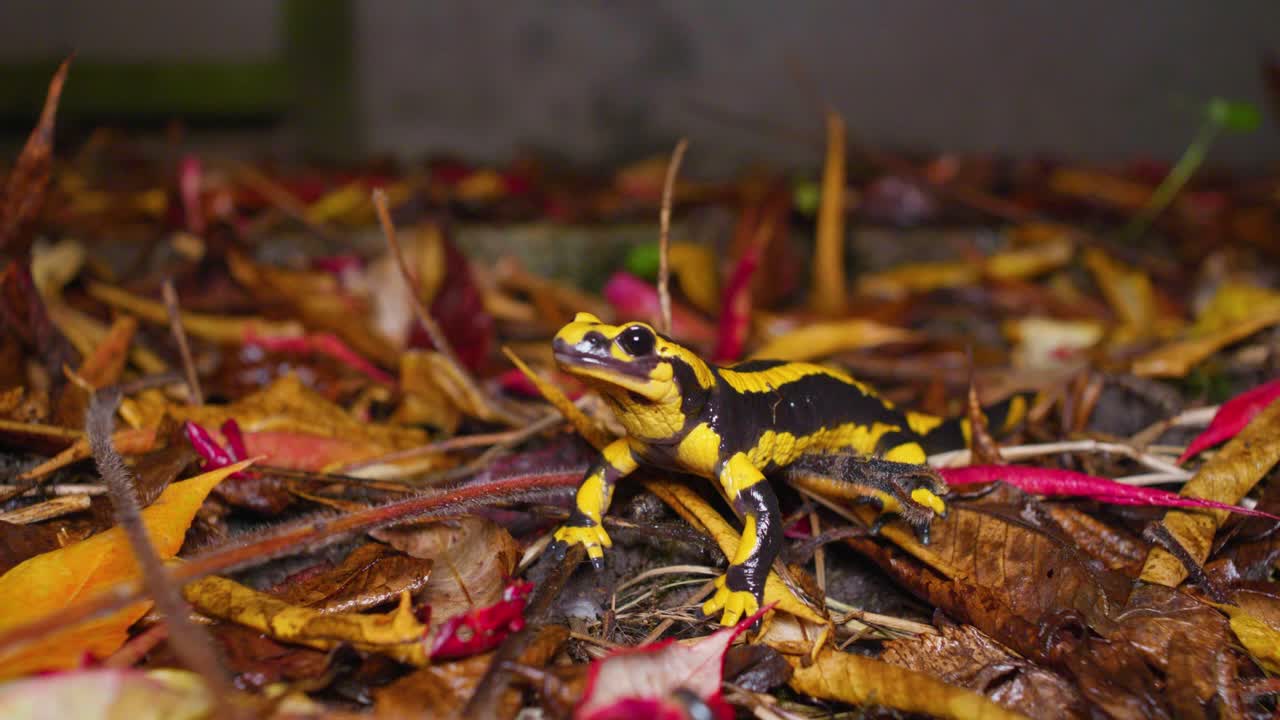 밤에 정원에서 카메라를 마주한 검은색과 노란색 도롱뇽 주위를 도는 4k 영상