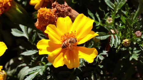 una abeja recogiendo néctar de una flor de caléndula amarilla