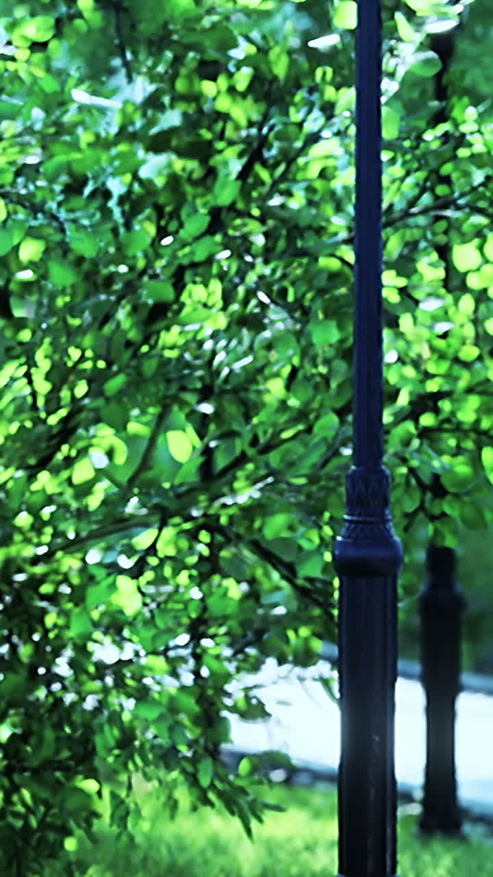 Green Trees and Lamp Posts in a Park