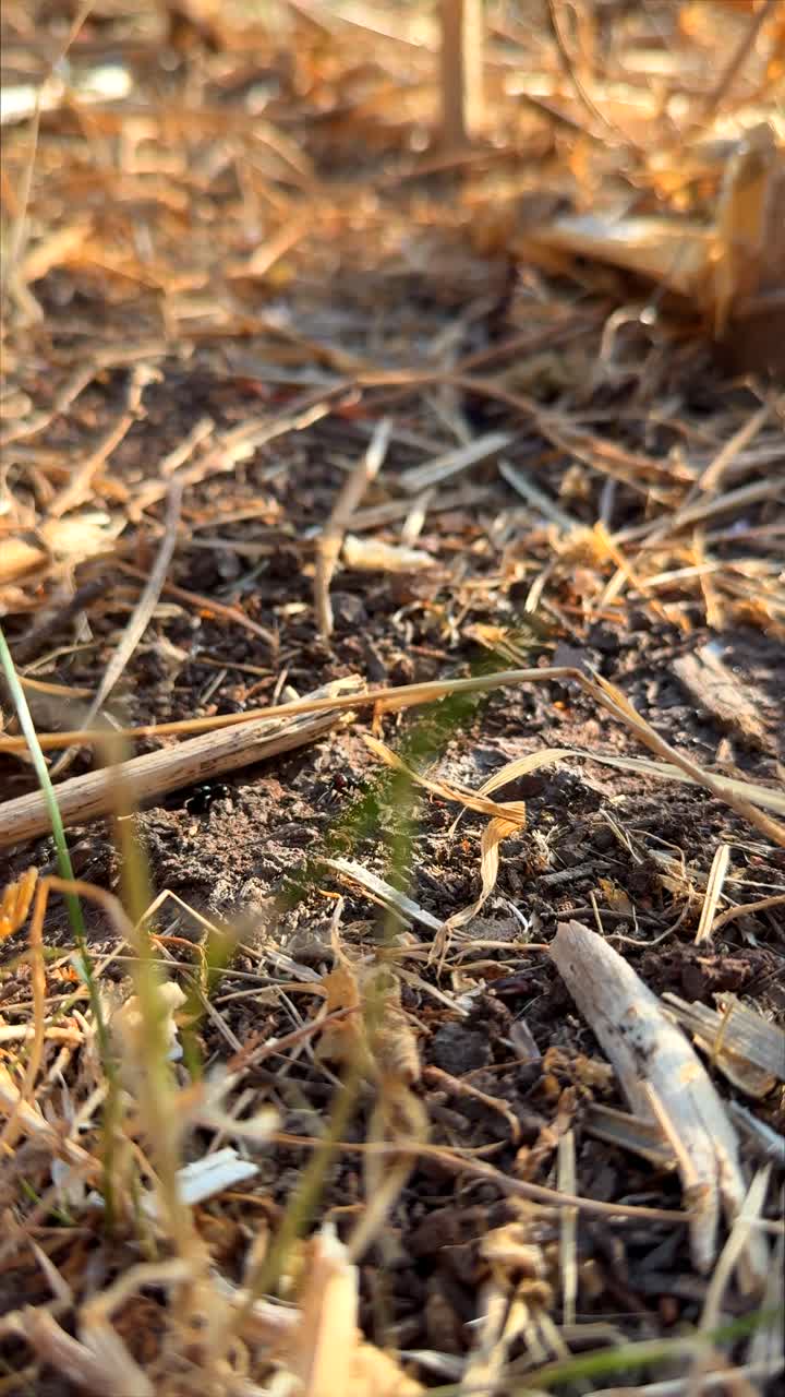 Close-up of Dry Ground and Straw Debris in Sunlight