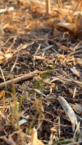 close-up of dry ground and straw debris in sunlight