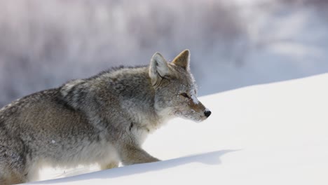 Kojote-Auf-Nahrungssuche-Im-Winter-In-Montana