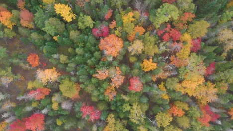 Luftaufnahme-Eines-Spektakulären-Herbstwaldes,-Während-Sich-Die-Drohne-Beim-Abstieg-Um-360-Grad-Dreht