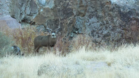 ciervos salvajes vistos al lado de la roca en el valle agradable en obispo, california