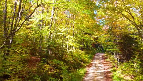 Narrow-Trails-Inside-Sunny-Forest-In-Fall-Season-In-Montréal,-Québec,-Canada