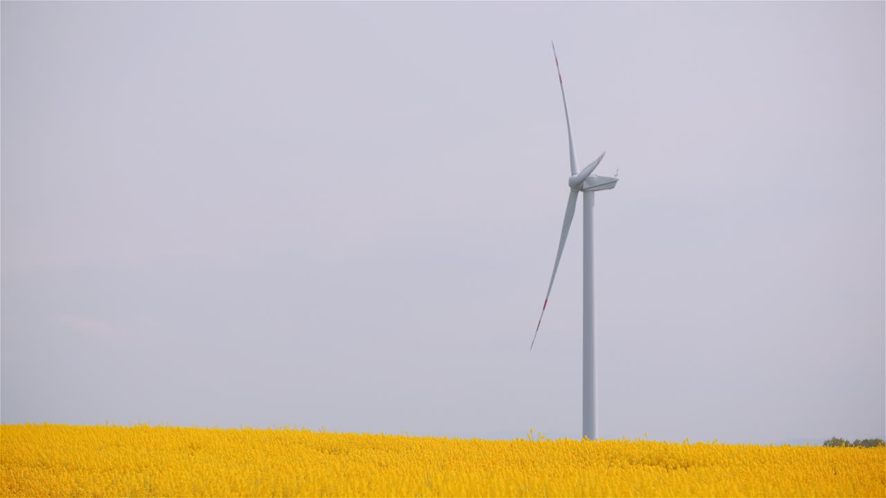 Windkraftanlage dreht sich in einem gelben Rapsfeld unter grauem Himmel.