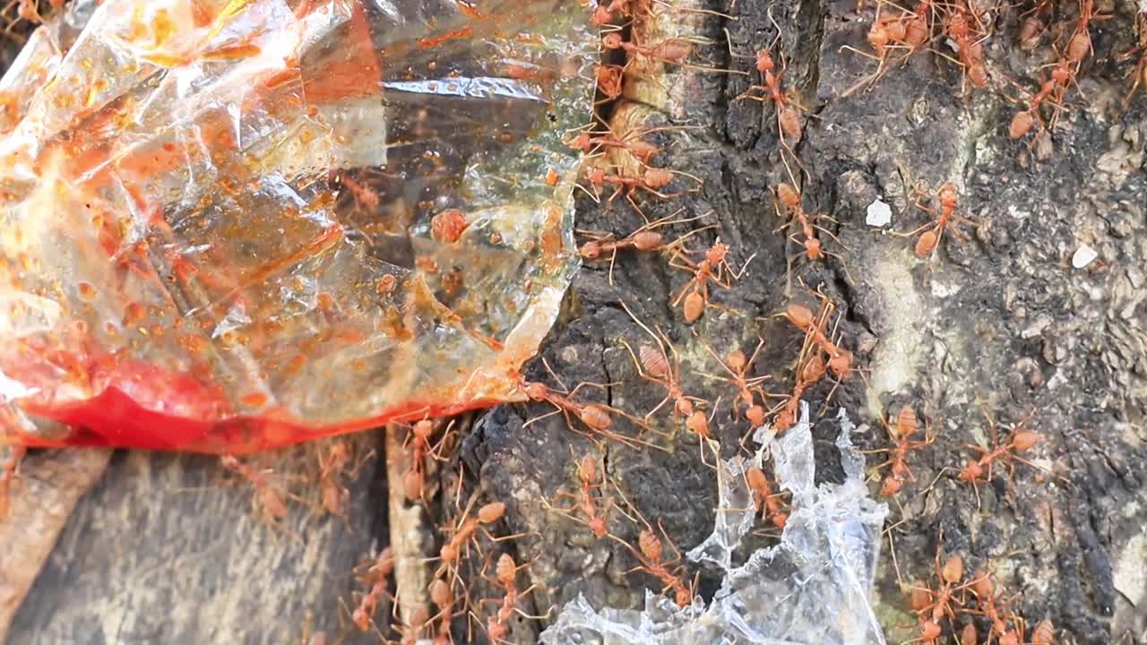 Macro video of ants moving across a natural surface, showcasing insect behavior, wildlife detail, teamwork, and ecosystem in stunning close up footage