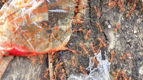 macro video of ants moving across a natural surface, showcasing insect behavior, wildlife detail, teamwork, and ecosystem in stunning close up footage