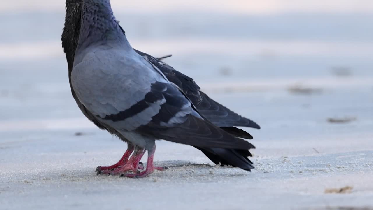 Two pigeons interact closely on a sandy surface, displaying various postures and movements.
