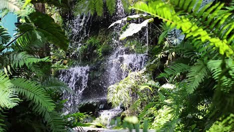 la exuberante vegetación que rodea una cascada en cascada