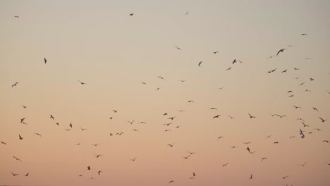 Bandadas-De-Gaviotas-Siluetas-Volando-En-El-Cielo-Al-Atardecer