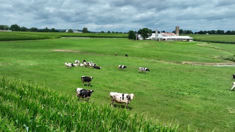 cows grazing on a green pasture with farm buildings in the background