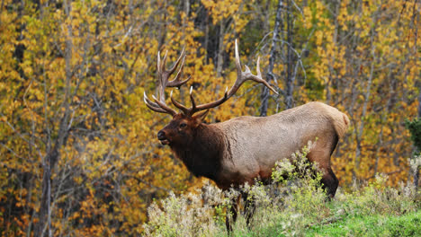 bull elk stops on small hill in forest, bugles for mate in cold autumn air