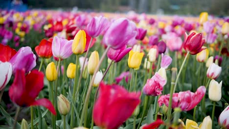 Hermosas-Flores-De-Tulipanes-De-Colores-Que-Soplan-Y-Bailan-A-Cámara-Lenta-En-El-Viento,-Festival-De-Flores-De-Tulipanes