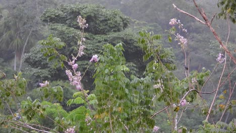 Vögel-Sitzen-Landschaft-Unter-Regen-Rosa-Blumen-Um-Grüne-Tropische-Dschungelbäume