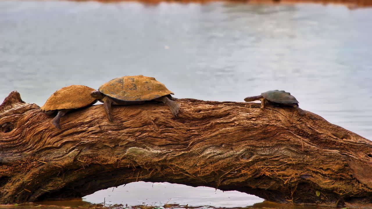 Three turtles resting on an arched wooden log over water in a river