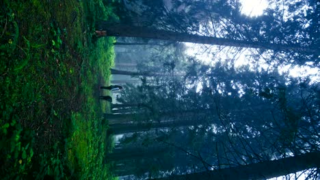 presenta a una mujer caminando con su perro a través de un bosque nebuloso, rodeado de árboles altos y vegetación exuberante