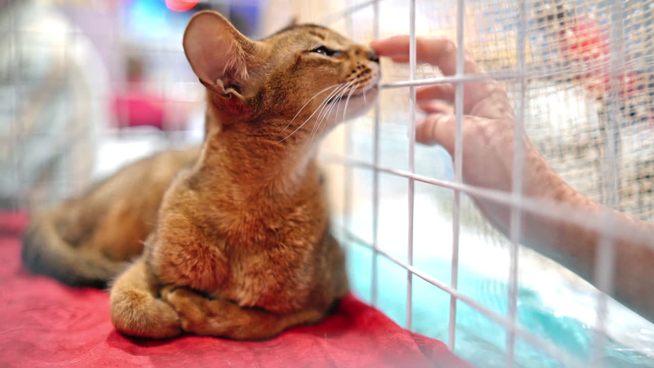 Cute abyssinian cat in a cage