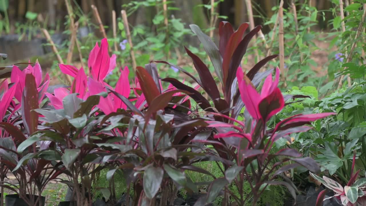 Colorful tropical foliage in a Colombian garden. Vibrant red and pink Ti plants thrive among lush greenery in this ornamental landscape scene.