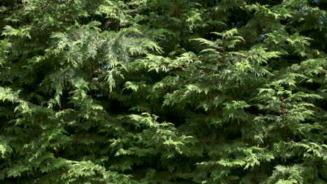 evergreen arborvitae tree branches