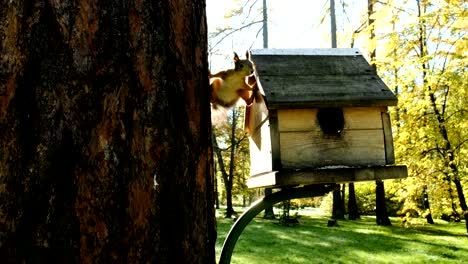 funny squirrel close-up stretching between a tree and a feeder