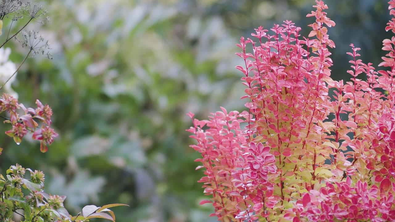 가을 정원에 붉은 잎 초점 경사로가 있는 베르베리스 식물
