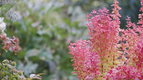 planta de berberis con rampa de enfoque de hojas rojas en el jardín de otoño