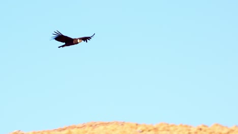 the andean condor's graceful flight above the comechingones mountain range, san luis, argentina