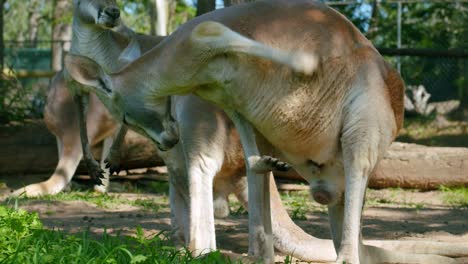 Canguro-Rojo-Se-Rasca-El-Cuerpo---Macropus-Rufus-En-Brisbane,-Australia---Tiro-Completo