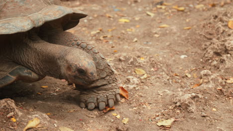 giant tortoise walking in natural habitat. close-up.