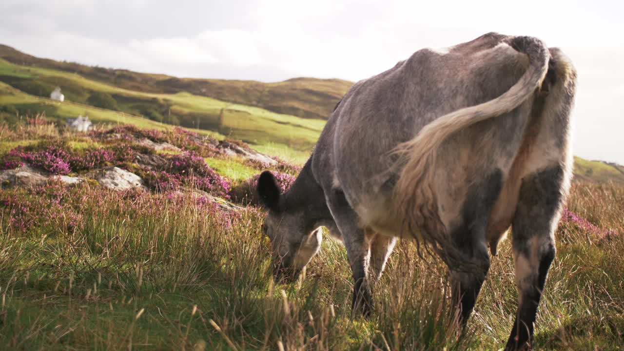 Cow Eating at Sunset in Scotland