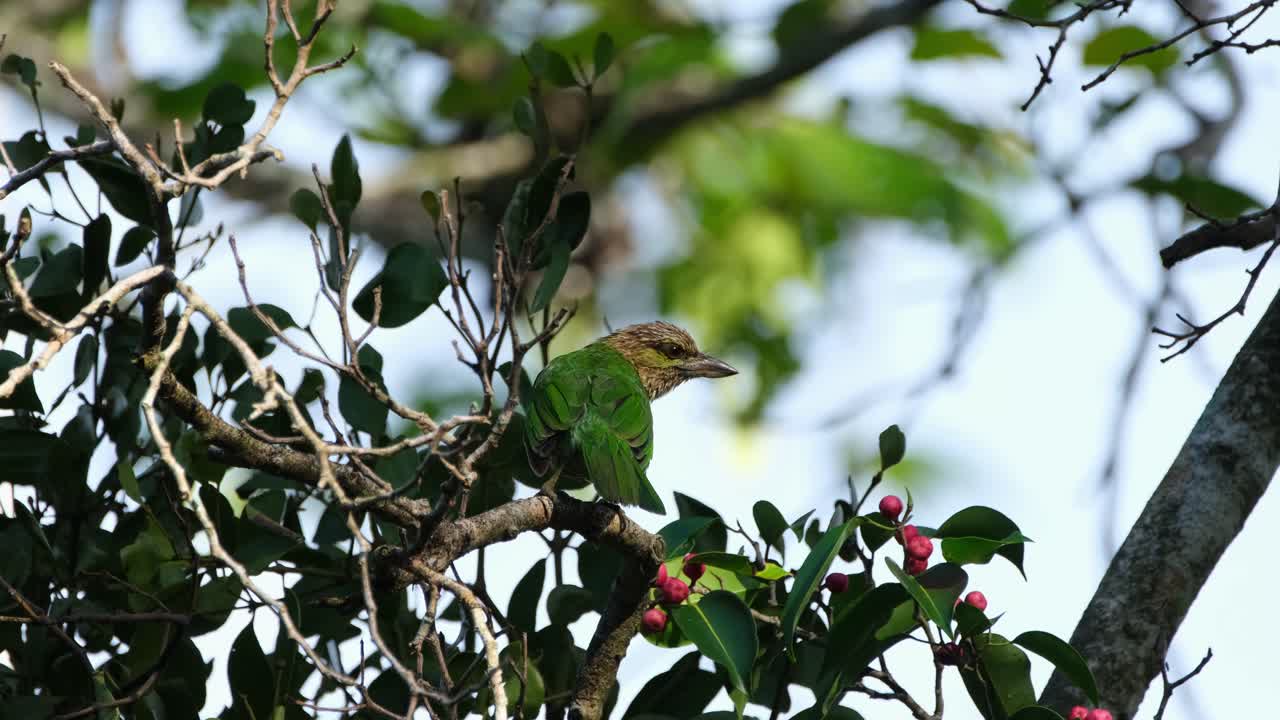 mirando hacia la derecha encaramado con el follaje de un árbol frutal, barbet de orejas verdes megalaima faiostricta, tailandia