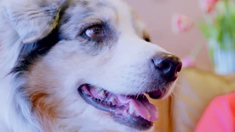 a dog is sitting on a sofa together with its owner, who is working on a laptop