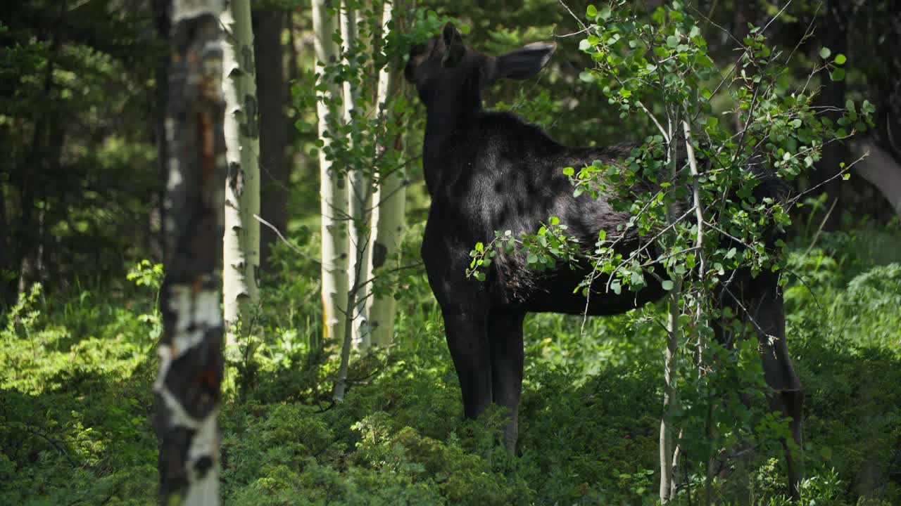 미국 콜로라도 주 고든 갈치 의 숲 에서 먹이 를 먹고 있는 야생 로스
