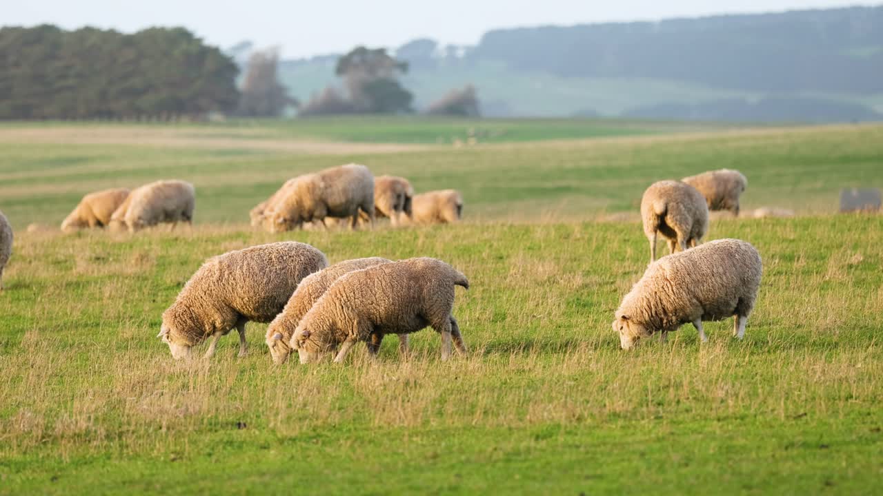양 들 이 푸른 들판 에서 평화롭게 먹이를 먹고 있다