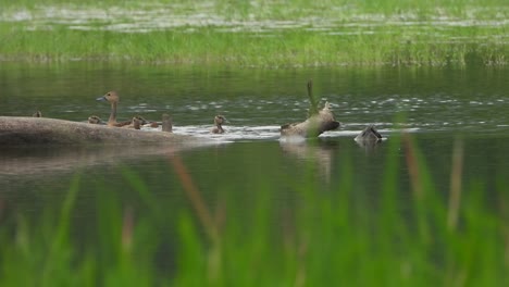 whistling duck - water - relax