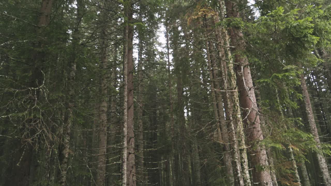 густый сосновый лес