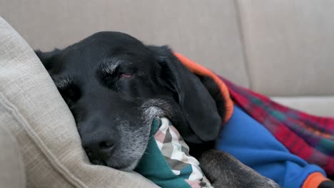 Ein-Müder-älterer-Labrador,-In-Eine-Rote-Decke-Gehüllt-Und-Mit-Einer-Jacke-Bekleidet,-Während-Er-An-Einem-Kalten-Wintertag-Auf-Einem-Sofa-Schläft