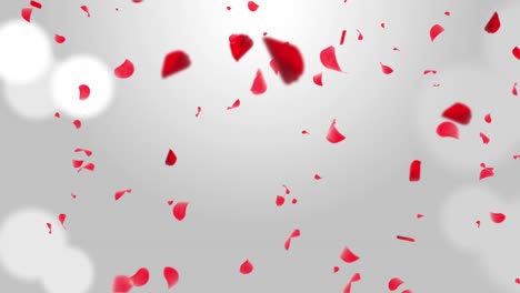 rose petals falling animation