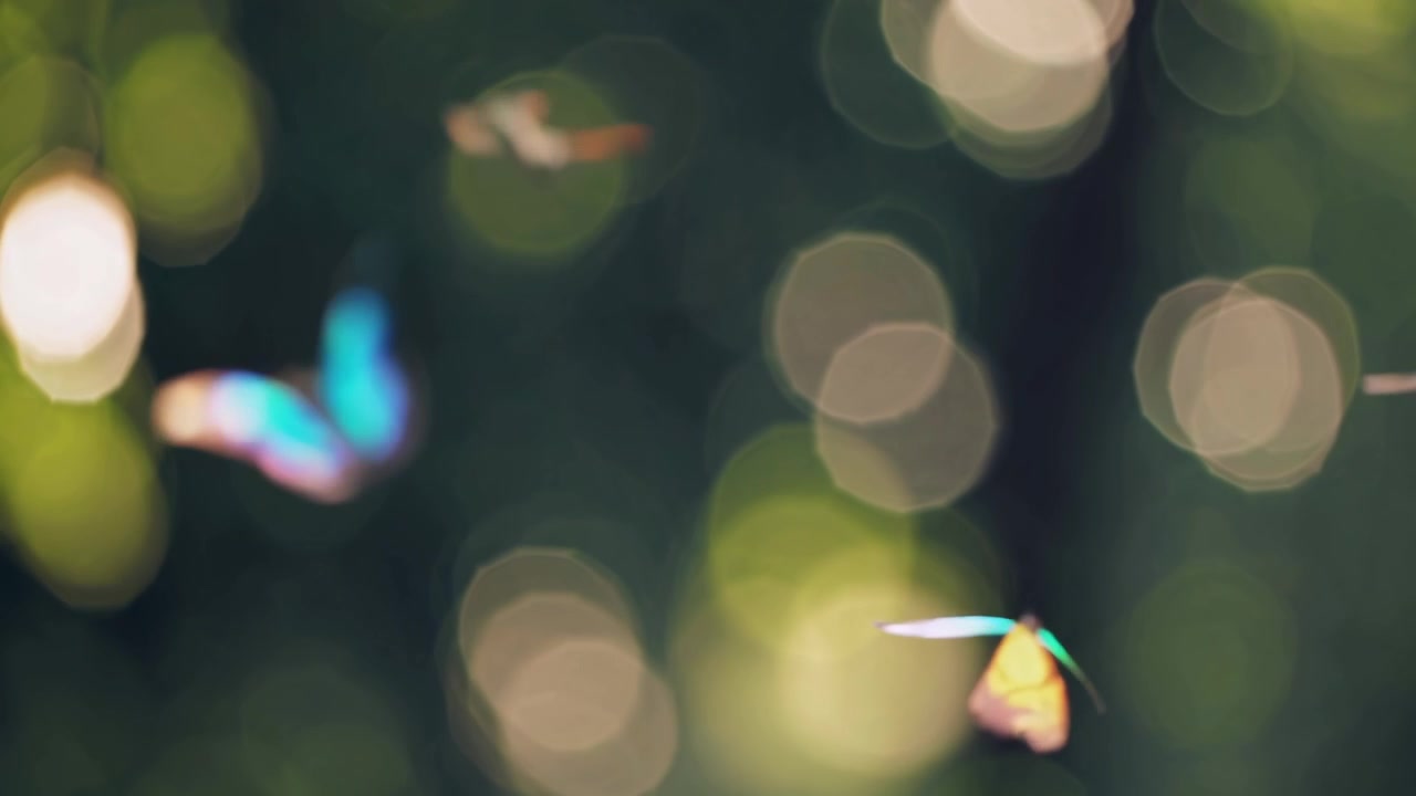 Colorful Butterflies Flying in a Lush Green Forest