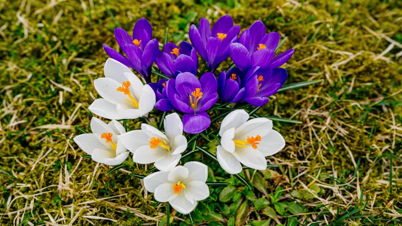 White and purple crocus flower timelapse close up. Nature awakens with blooming flowers in early spring.