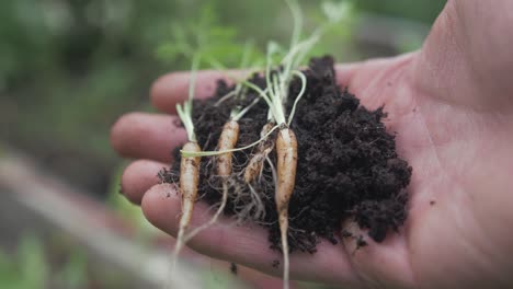 holding tiny carrots with soil in hand garden