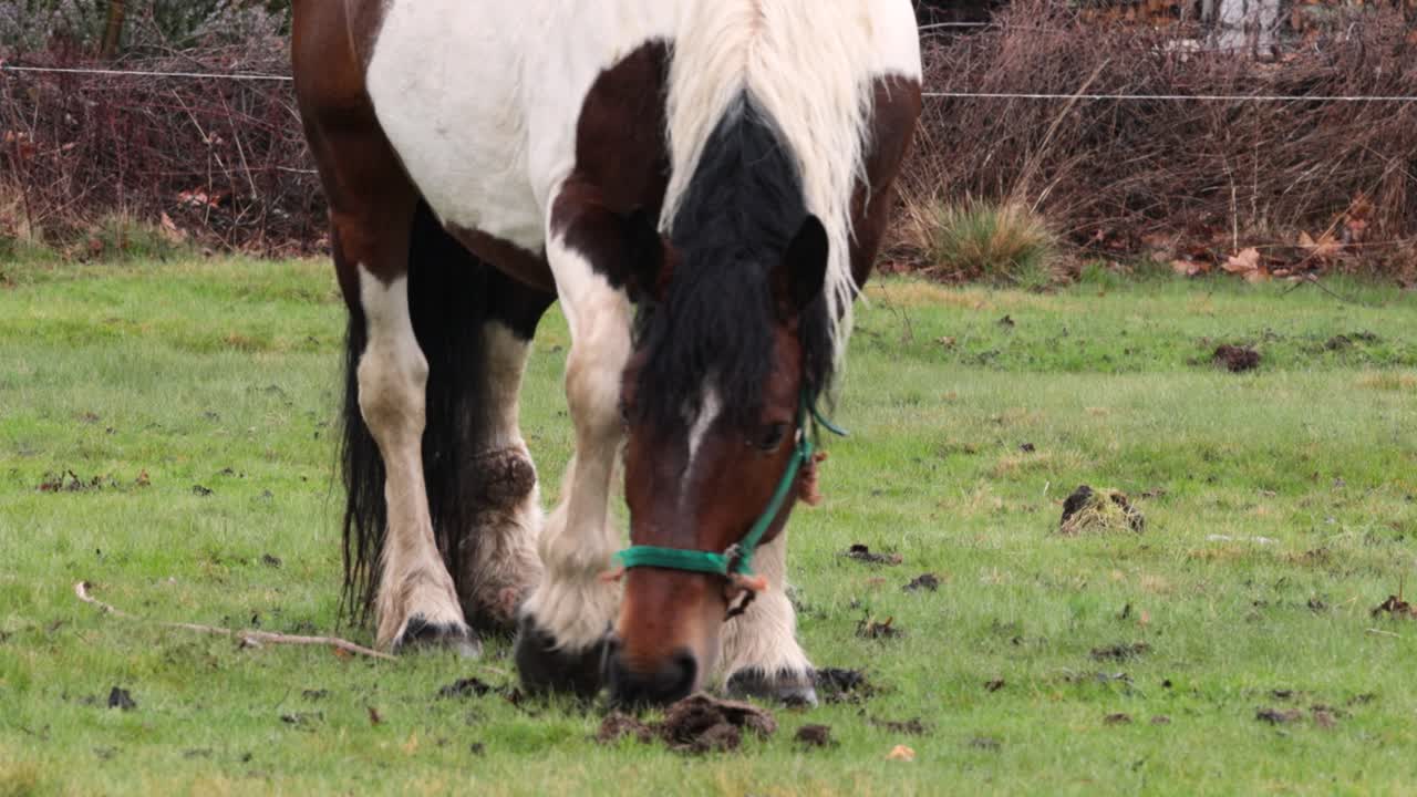 caballo grande y fuerte pastando hierba verde corta en un prado
